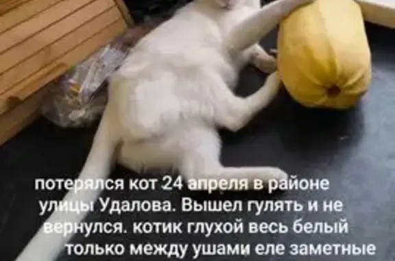 Объявления о пропавших и найденных животных, Омск, фото: Пропала кошка, улица Правды, Омск — вся белая, не откликается на имя
