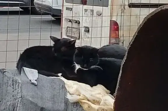 Найдена кошка, Санкт-Петербург, фото: Найдена кошка, проспект Просвещения, Санкт-Петербург — черно-белая, пряталась на вскрытые трубы у магазина