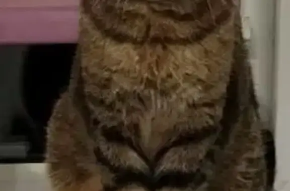Пропала кошка, улица Карташова, 4, Междуреченск — коричневая, полосатая, вислоухая - photo