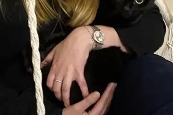 Кошки потеряшки, Кемерово, фото: Потеряшка кошка, улица Веры Волошиной, 40А, Кемерово — 3 года, полностью чёрная