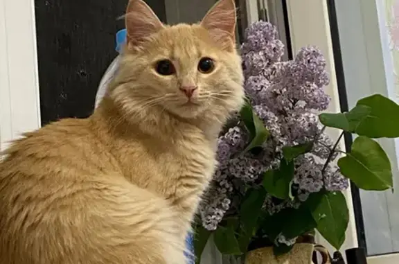 Пропала кошка, улица Павла Корчагина, 223, Киров — рыжий маленький пугливый котик - photo