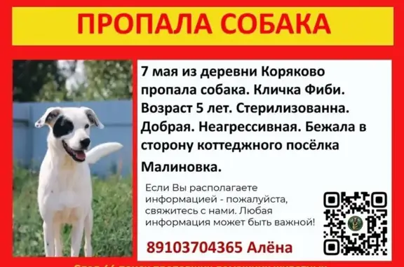 Пропала собака, Коряково, Костромская область - photo