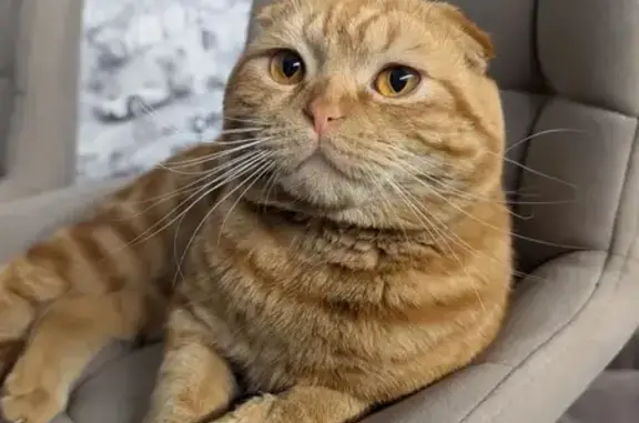 Пропала кошка, улица Пушкина, 138 к1, Арзамас — молодой котик, 1 год 2 мес, откликается на Лекс - photo