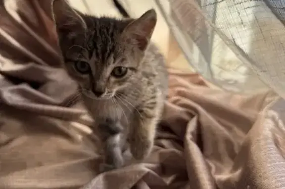 Объявления о пропавших и найденных животных, Чита, фото: Найдена кошка, Смоленская улица, 99, Чита — серый котёнок со стрелками на глазах