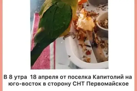 Потерянные животные Кокошкино, фото: Пропала птица, 52, Москва, Кокошкино — зелёный попугай среднего размера