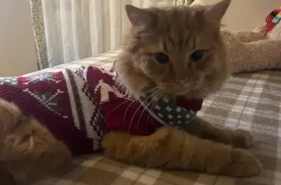 Пропала кошка, Липецкая улица, 17 к1, Москва — рыжий упитанный котик с белым подбородком - photo