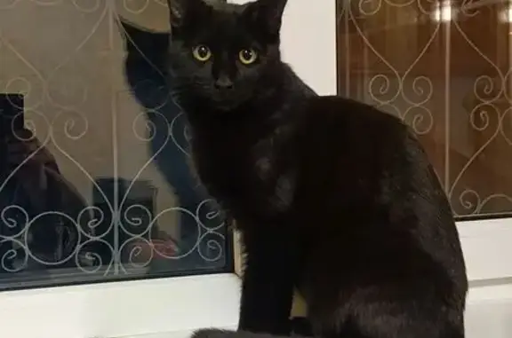 Кошки потеряшки, Изобильный, фото: Потеряшка кошка, улица Будённого, 38, Изобильный — чёрная, мейн-кун, кисточки на ушках