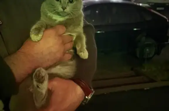 Найдена кошка, Кемерово, фото: Найдена кошка, улица Свободы, 15, Кемерово