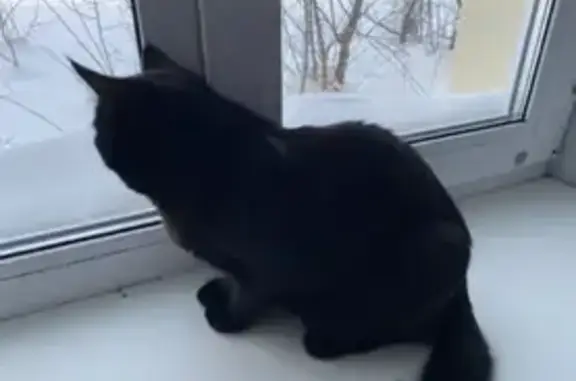Пропала кошка, улица Ворошилова, Кукмор, Кукмор — чёрная, зелёные глаза, ухоженная, гладкая шерсть - photo
