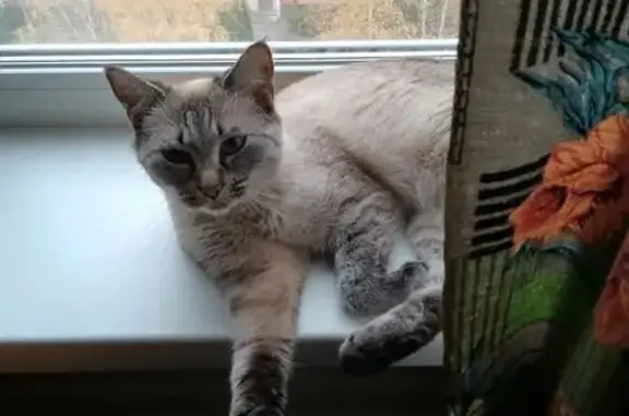 Пропала кошка, улица Лядова, 6, Пенза — скорее всего дезориентирована - photo