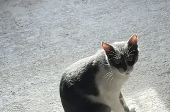 Пропала кошка, улица Маршала Жукова, 15, Крымск — серо-белая, желто-зеленые глаза - photo