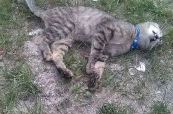 Объявления о пропавших и найденных животных, Кохма, фото: Найдена кошка, улица Кочетовой, 30, Кохма — в голубом ошейнике