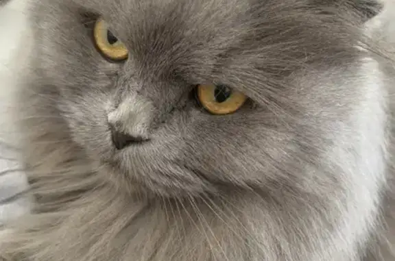 Пропала кошка, «Дон», Молодёжный — шотландская вислоухая, 9 лет - photo