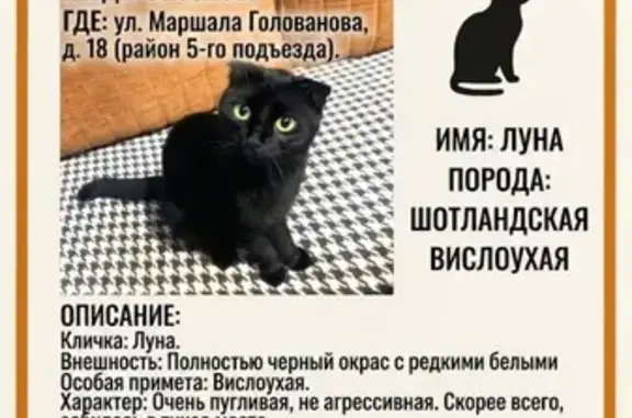 Пропала кошка, улица Маршала Голованова, 18, Москва — чёрная вислоухая Луна, очень пугливая - photo