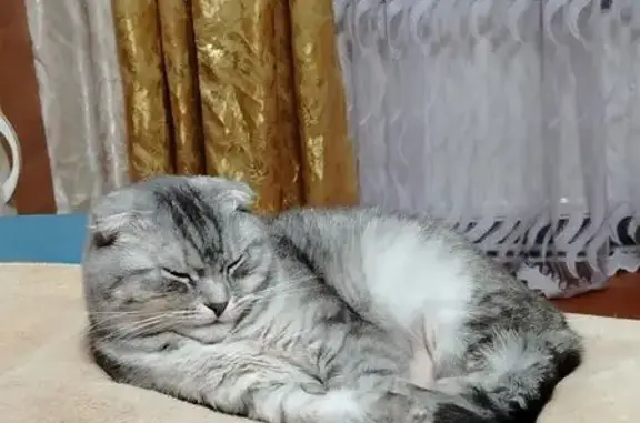 Пропала кошка, улица Свердлова, 134, Тетюши — по кличке Бося - photo