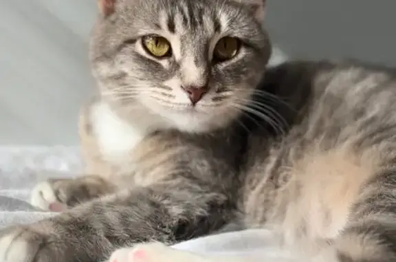 Пропала кошка, улица Мира, 4А, Медведево — бегала от другого кота - photo