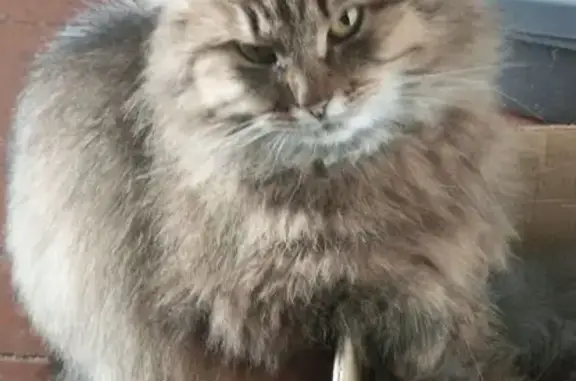 Кошки потеряшки, Лобня, фото: Потеряшка кошка, Спортивная улица, 38, Лобня — очень пушистая, взгляд из-подлобья