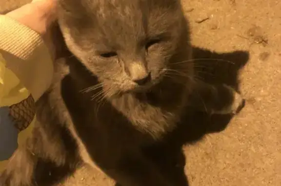 Найдена кошка, Одинцово, фото: Найдена кошка, бульвар Любы Новосёловой, 10, Одинцово — серая кошка с маленьким хвостом