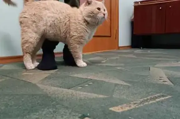 Найдена кошка, Горячеводский, фото: Найдена кошка, проспект Калинина, 177, Горячеводский — крупная, ласковая, возраст около трёх лет