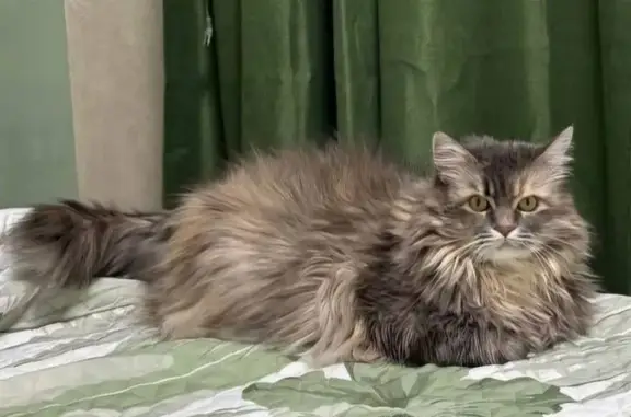 Пропала кошка, 16-я аллея, 43, городской округ Таганрог, Таганрог — серая, мэйнкун полукровка - photo