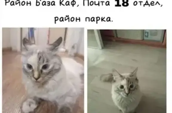 Пропала кошка, улица Ильича, 2, Хабаровск — почти не издаёт звуков - photo