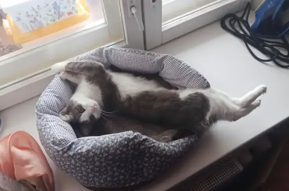 Пропала кошка, Суздальский проспект, 11Д, Владимир — длинный хвост с окрасом в полосочку - photo