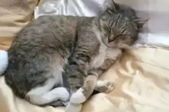 Пропала кошка, Речная улица, 4, Пролетарий — с жёлтым ошейником - photo