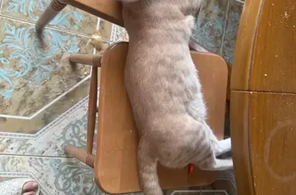 Пропала кошка, 4 линия, Самара, Самара — кот кастрированный, светло-рыжий, глаза оранжевые - photo