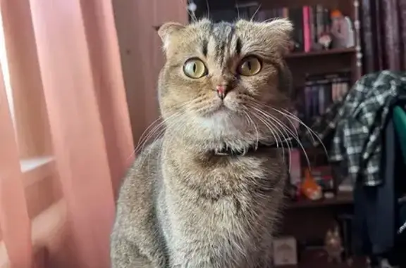 Кошки потеряшки, Нижний Кисляй, фото: Потеряшка кошка, Молодёжная улица, Нижний Кисляй — вислоухая, в чёрном ошейнике с белыми камешками