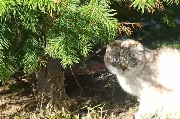 Пропала кошка, Авиационная улица, 13, Нижний Тагил — серо-белая, с полосатым хвостом, добрая - photo