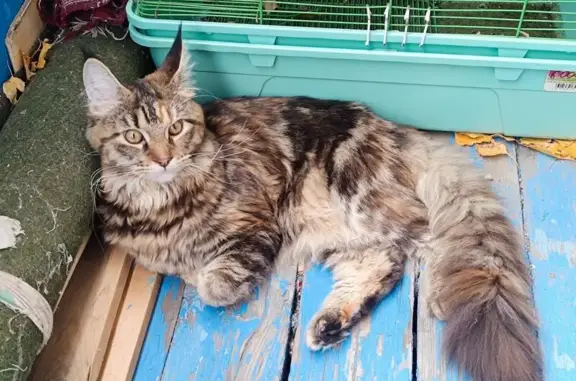 Объявления о пропавших и найденных животных, Орск, фото: Пропала кошка, улица Сорокина, 4, Орск — породы мейн-кун, черепахово-мраморный окрас