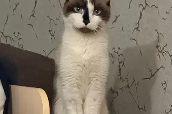 Кошки потеряшки, Тула, фото: Потеряшка кошка, 10-й проезд Мясново, 1В, Тула — нуждается в лечении, убежала через сетку