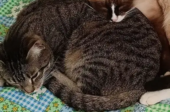 Объявления о пропавших и найденных животных, Омск, фото: Пропала кошка, улица 9-я Линия, 139А, Омск — крупная, серо-дымчатая, пушистая, зелёные глаза