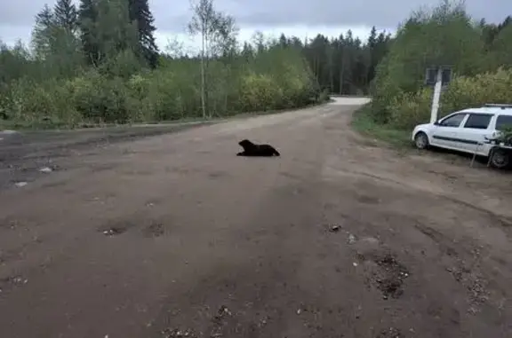 Найденные животные Будовское, фото: Найдена собака, Будовское - чёрный лабрадор, девочка, возрастная