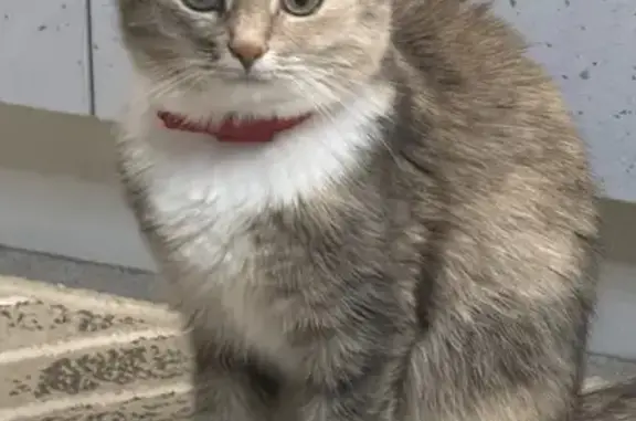 Пропала кошка, улица Сураева-Королёва, 3, Саранск — красный ошейник - photo