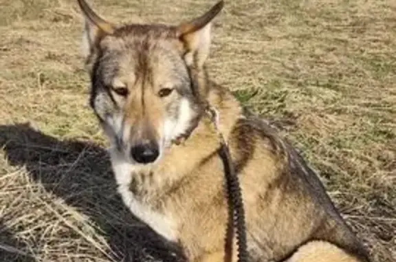 Пропала собака, Горбово, Ивановская область — серо-белая западно-сибирская лайка с оранжевым ошейником - photo