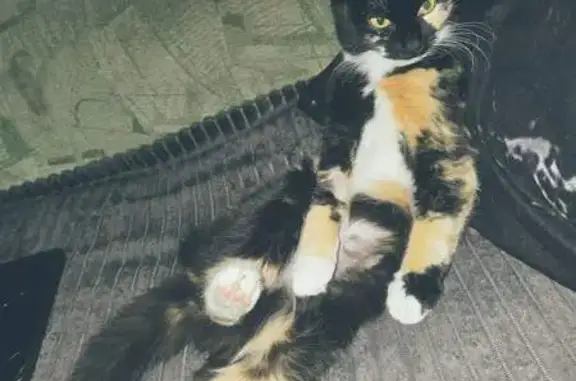 Пропала кошка, улица Бутина, 123, Чита — убежала с поводка - photo