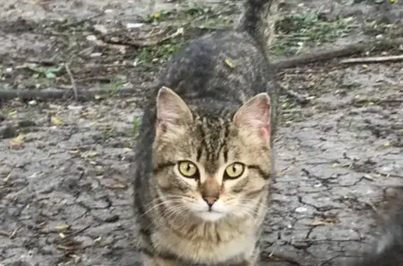 Найденные животные Пенза, фото: Найдена кошка, Одесская улица, городской округ Пенза, Пенза — полосатая, очень ласковая