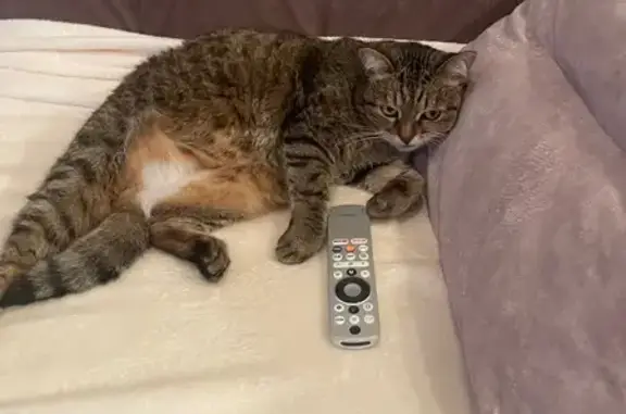 Кошки потеряшки, Уфа, фото: Потеряшка кошка, улица Муксинова, 2/3, Уфа — кастрированная, 13 лет, откликается на Пупуша или Пупунчик