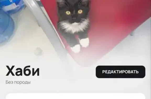 Пропала кошка, Ручейная улица, Калининград — чёрная с белым, зелёный ошейник с кулоном с QR - photo