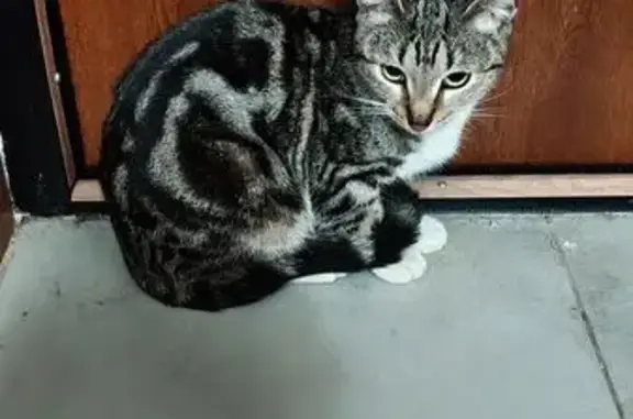 Найдена кошка, Лазарево, фото: Найдена кошка, Ленинградская улица, 26/3, Лазарево — домашняя, к человеку идёт