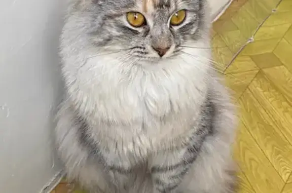 Кошки потеряшки, Нижний Новгород, фото: Потеряшка кошка, Нижний Новгород — трёхцветная, с жёлтыми глазами, выбежала из окна 1-го этажа