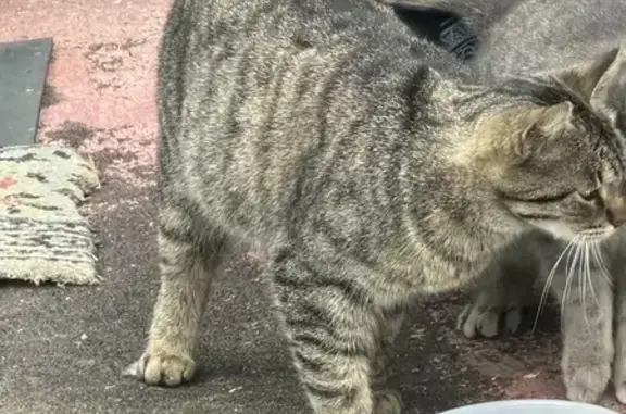 Найдена кошка, Москва, фото: Найдена кошка, Череповецкая улица, 24, Москва — прибилась к уличным осенью 2025
