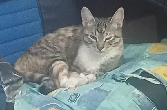 Кошки потеряшки, Ивантеевка, фото: Потеряшка кошка, Центральный проезд, 14, Ивантеевка — серый окрас, белая грудка и носочки