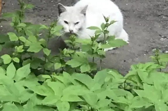 Найдена кошка, Москва, фото: Найдена кошка, Звёздный бульвар, Москва — белый котёнок, похож на ангорского, 4 месяца