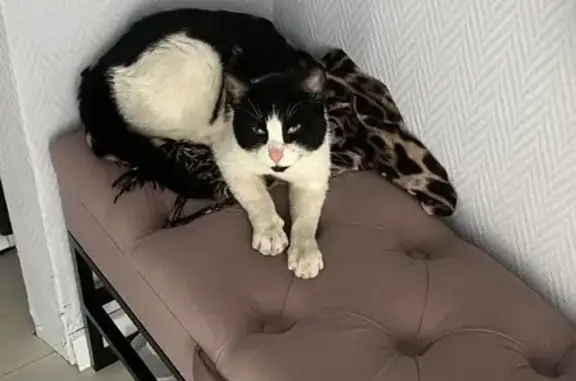 Найдена кошка, Сортавала, фото: Найдена кошка, Октябрьская улица, 19, Сортавала — черно-белая, с розовым носиком