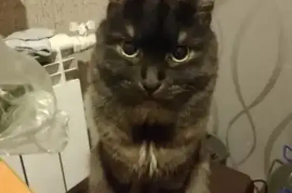 Кошки потеряшки, Саратов, фото: Потеряшка кошка, улица Марины Расковой, 12, Саратов — дымчатый окрас, белый подшёрсток
