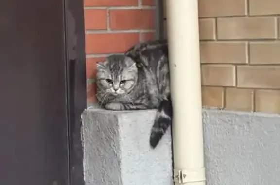Найдена кошка, Новосибирск, фото: Найдена кошка, улица Мясниковой, 6/3, Новосибирск — тёмно-серая, между подъездами
