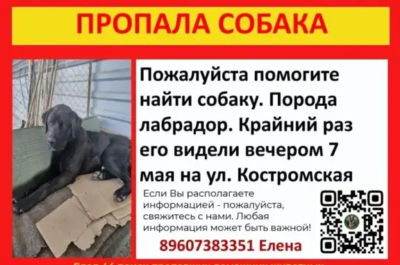 Пропала собака, Костромская улица, Кострома - photo