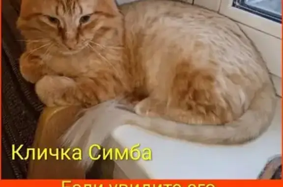 Пропала кошка, Республиканская улица, Копейск — метис сибирской кошки и мейн-куна - photo